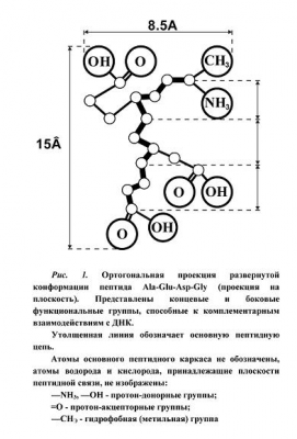  Модель комплементарного взаимодействия коротких пептидов с двойной спиралью ДНК